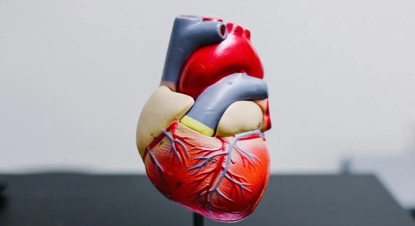 Research Indicates Heart Muscles May Regenerate in Certain Individuals
