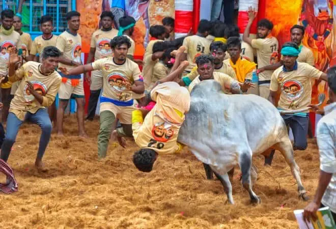 Significant Police Presence for Alanganallur Jallikattu; Udhayanidhi Stalin to Attend