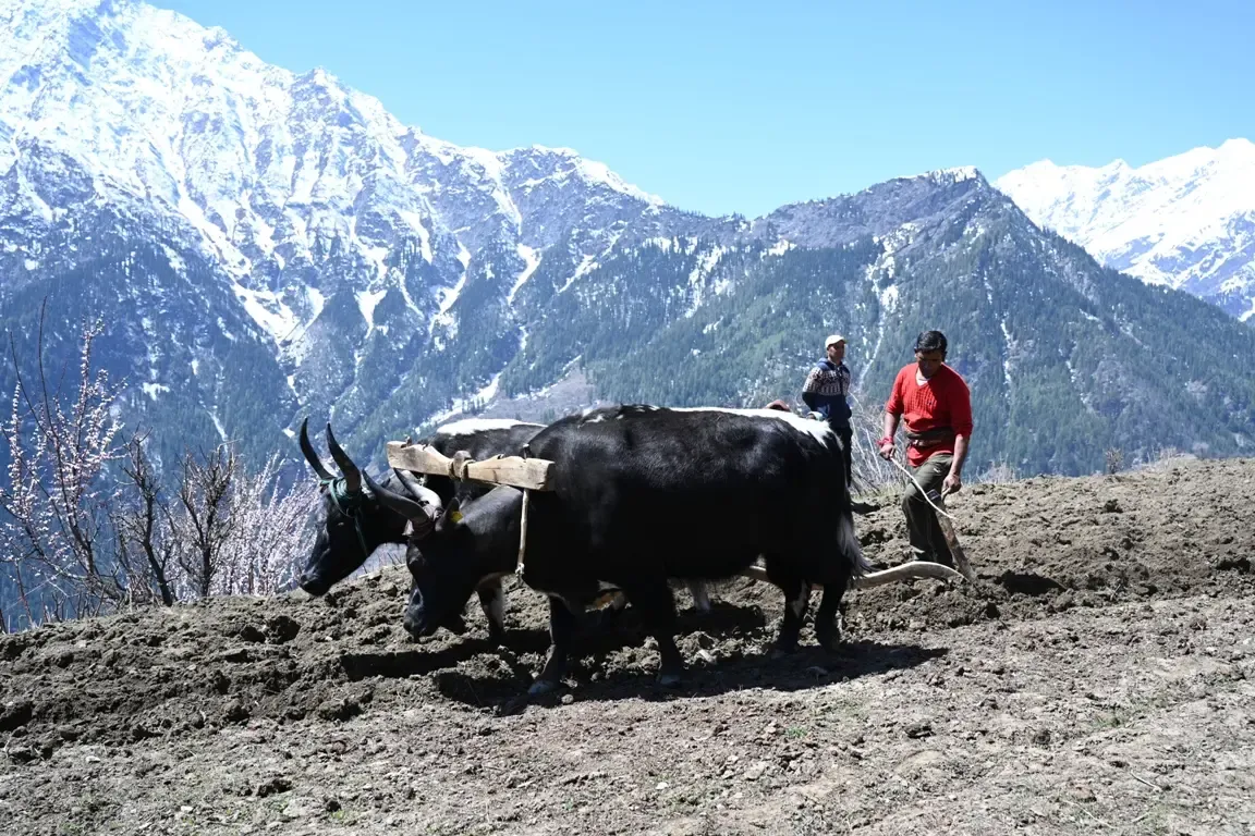Farmers in Himachal Embrace Cow Dung and Buttermilk for Eco-Friendly Agriculture