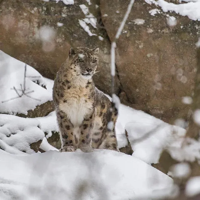 How is Himachal Pradesh Securing Funding to Protect Snow Leopard Habitats?