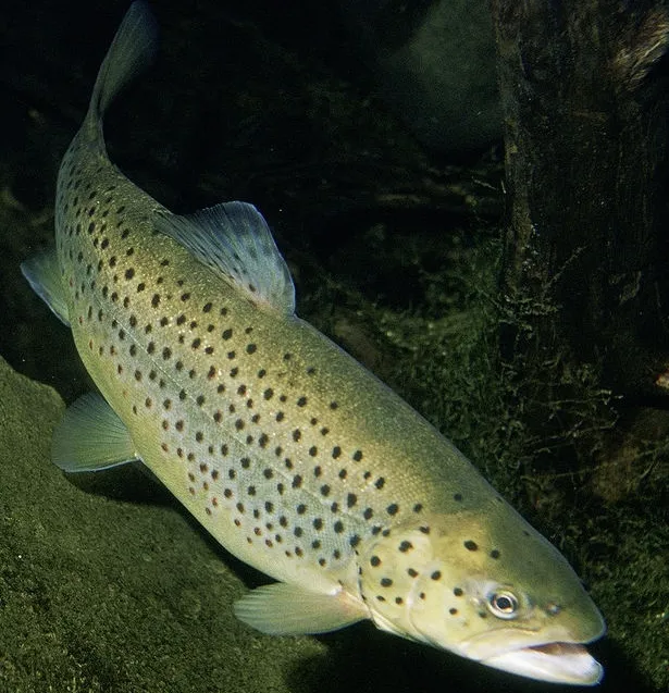 Himachal Pradesh Delivers Rainbow Trout Ova to Uttarakhand, Sikkim, and Arunachal