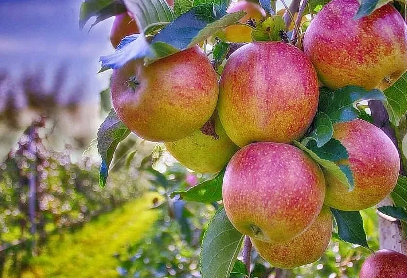 Should India Ban the Import of Apples from Turkey?