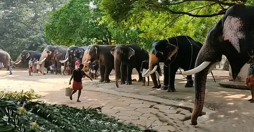 क्या गुरुवायुर के हाथियों को 31 दिवसीय चिकित्सा थेरेपी से मिलेगा कायाकल्प?
