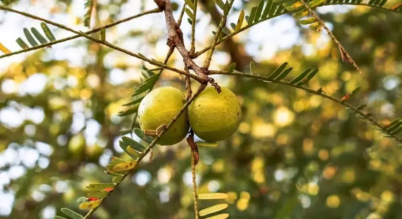भारत में बागवानी फसलों का उत्पादन फसल वर्ष 2024-25 में लगभग 3.7 प्रतिशत बढ़ने का अनुमान?