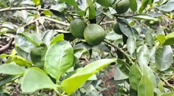 क्या ओडिशा के अंगुल के नींबू का अमेरिका को निर्यात किसानों के लिए लाभकारी होगा?