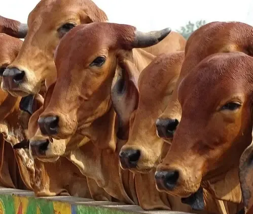 Is Rajasthan's Dairy Sector Ready for a Historic Change with the First Sex Sorted Semen Lab?