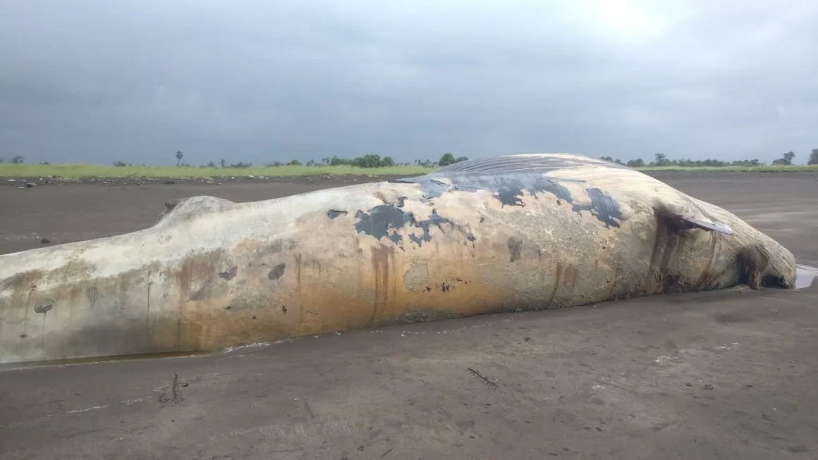 Why Are Whale Strandings Increasing Along India's Southwest Coast?