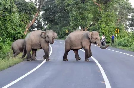 Why Are Human-Elephant Conflicts Escalating in Coimbatore, TN?
