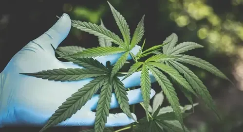 Is Hybrid Cannabis Smuggling on the Rise? 373 kg Seized, 77 Arrested in 2025 with K’taka and Gujarat Leading?