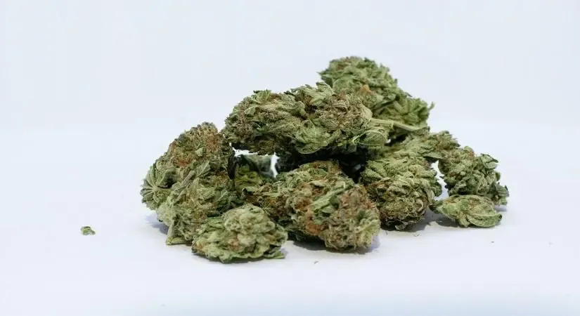 Hydroponic Ganja Worth Rs 23.5 Crore Seized at Chennai Airport; Three Arrested