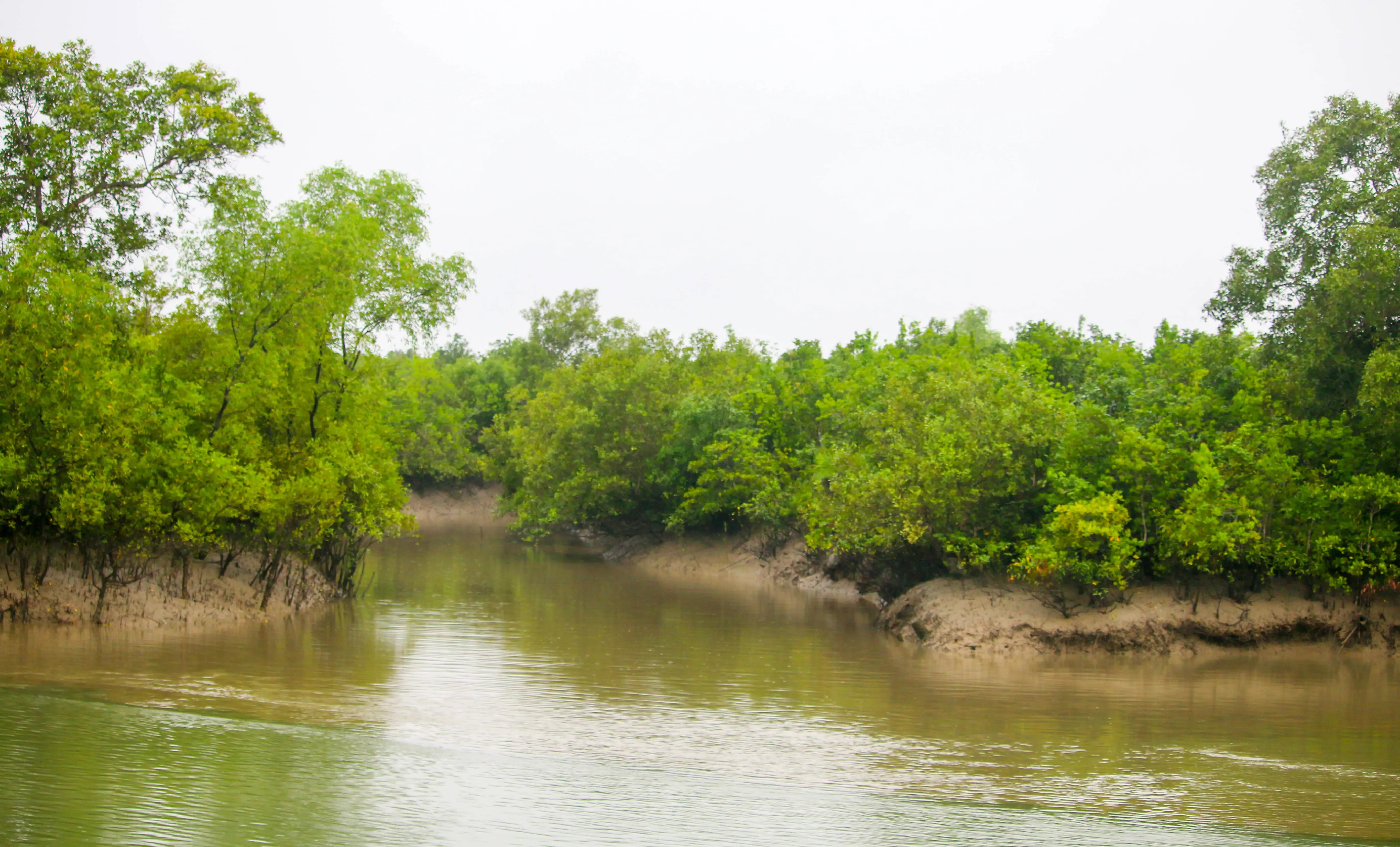 Illegal Migrants from Bangladesh Utilize Isolated Sundarban Islands to Enter Bengal