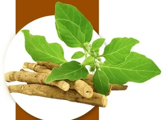 क्या इम्यून सिस्टम को बूस्ट करके तनाव को छूमंतर करता है ये कमाल का ‘इंडियन विंटर चेरी’?