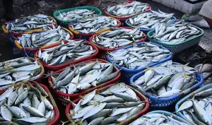 India Emerges as the 2nd Largest Fish Producer with 8% Global Share