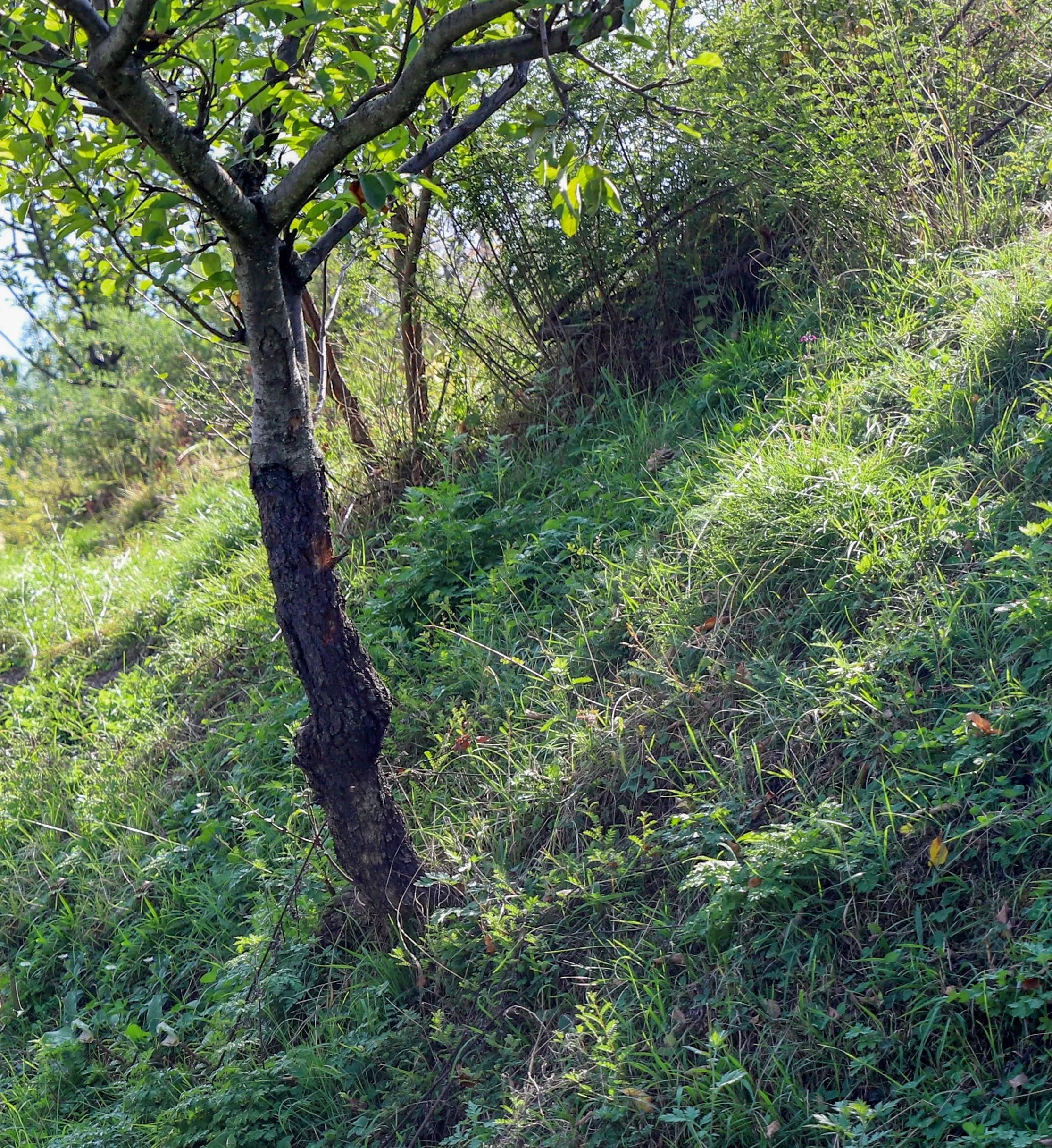 Is India Among the Few Countries Experiencing a Rise in Forest Cover?