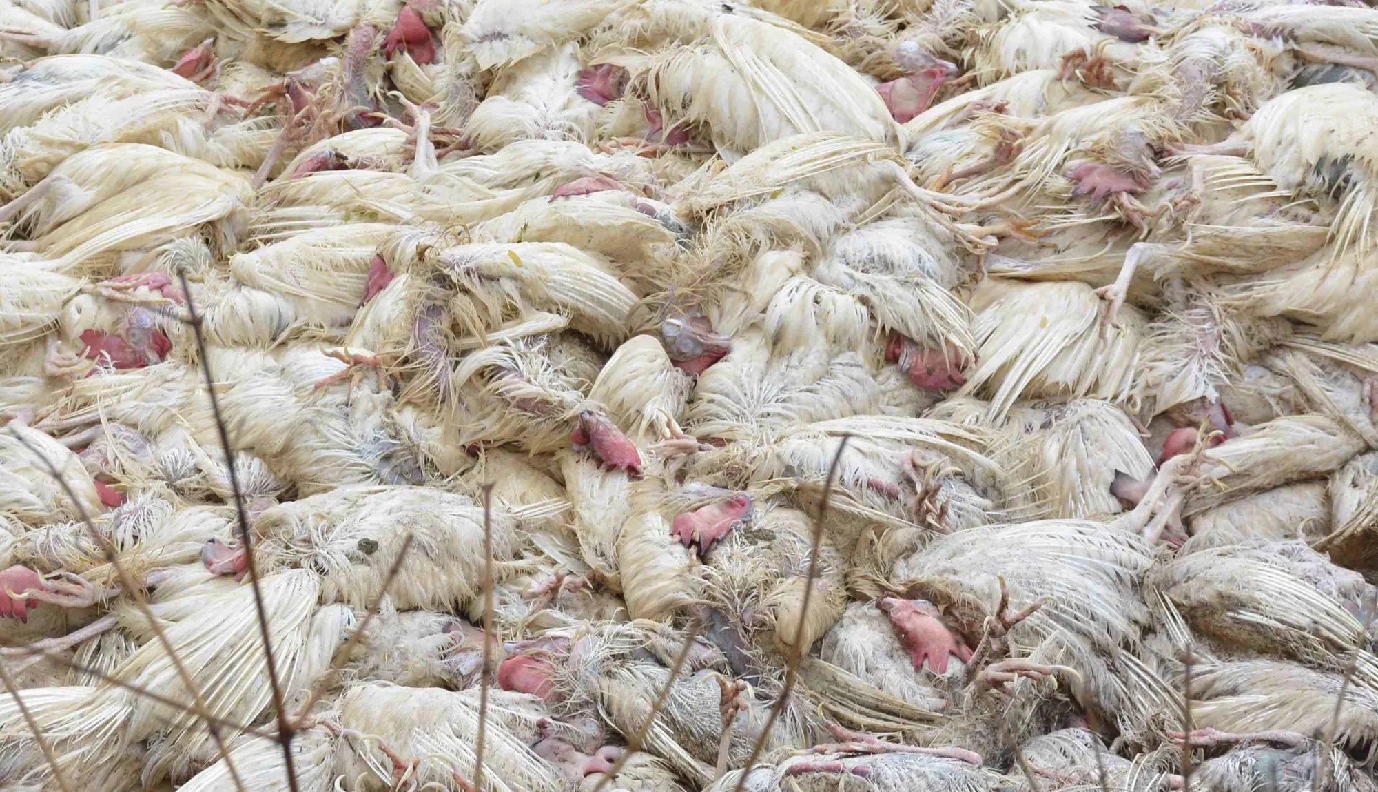 Did India Witness 41 Bird Flu Outbreaks Across 10 States in 2025?