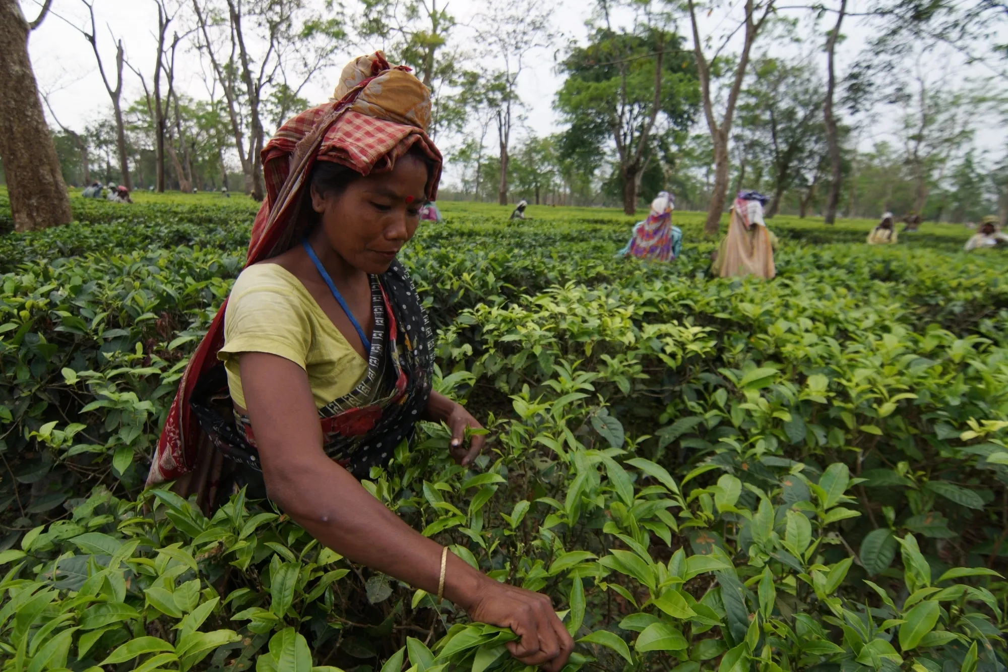 India Surpasses Sri Lanka as the World’s 2nd Largest Tea Exporter