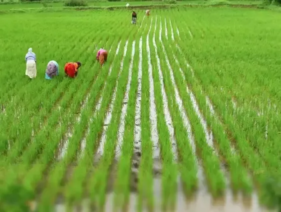 India Set for Remarkable Growth in Agricultural Exports by 2025: Report