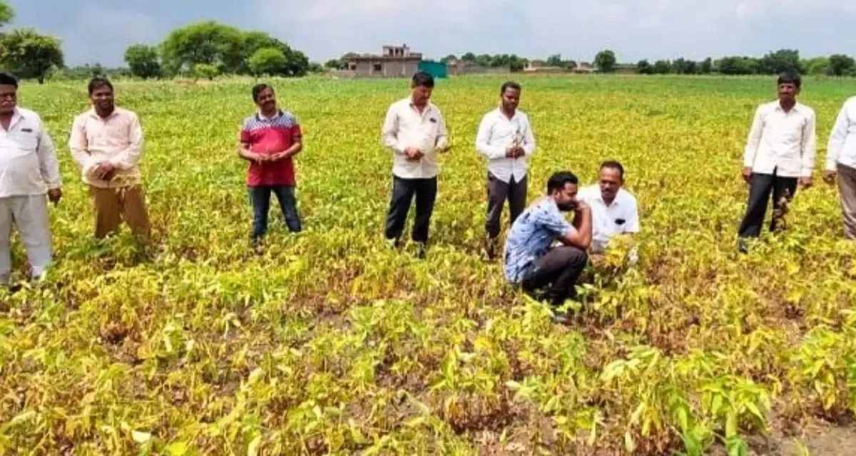 Indian Agrochemical Industry Expected to Experience 7-9% Growth Next Fiscal Year: Report