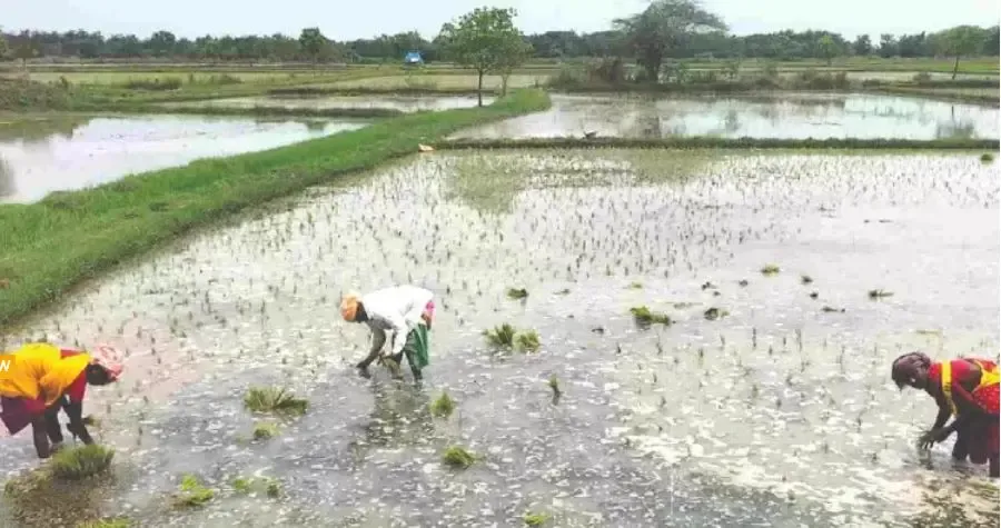 India's Agricultural Sector Experiences Significant Growth Driven by Government Initiatives: Economic Survey