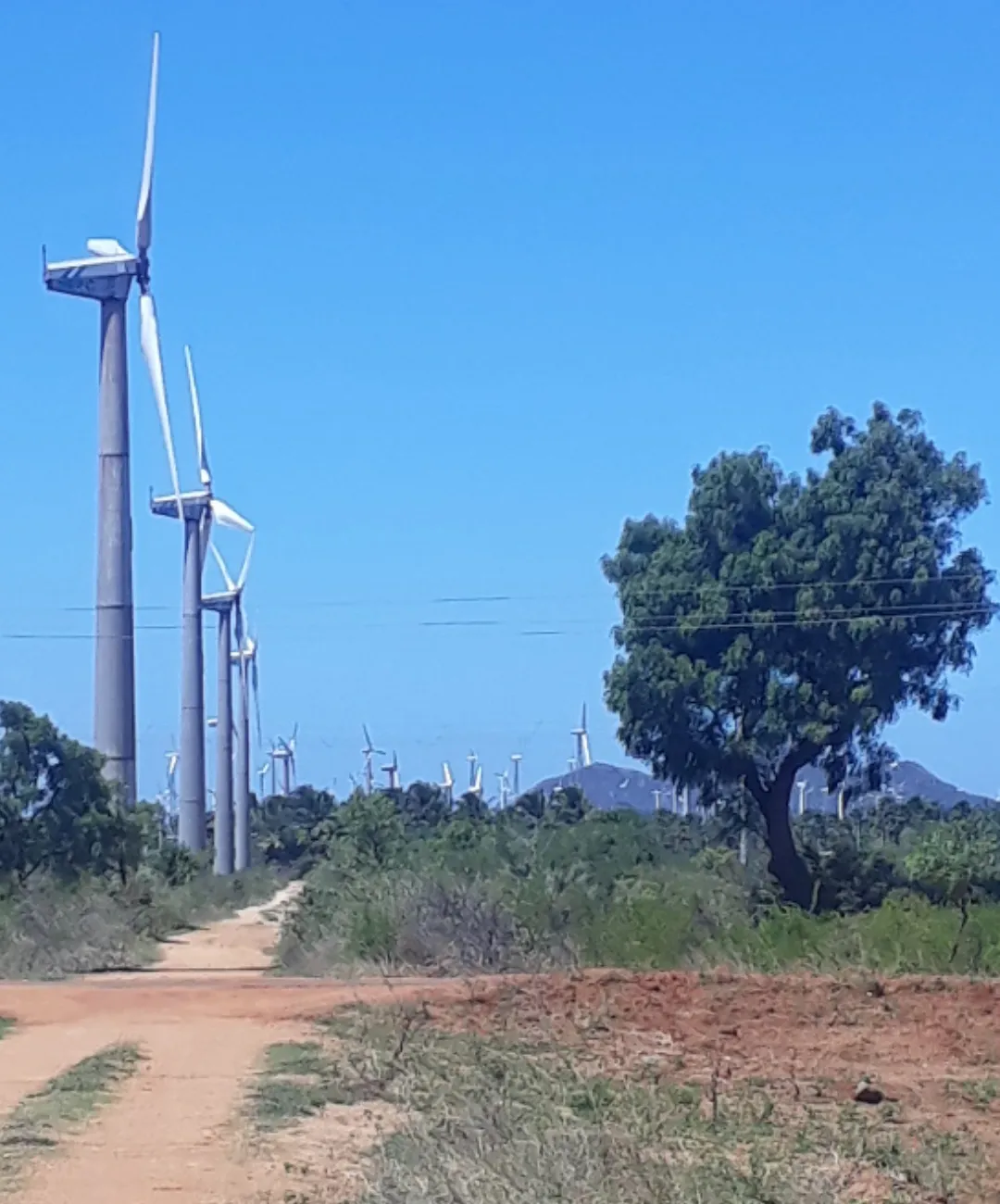 Has India’s Wind Energy Capacity Reached 51.67 GW? Gujarat, TN & Karnataka Take the Lead