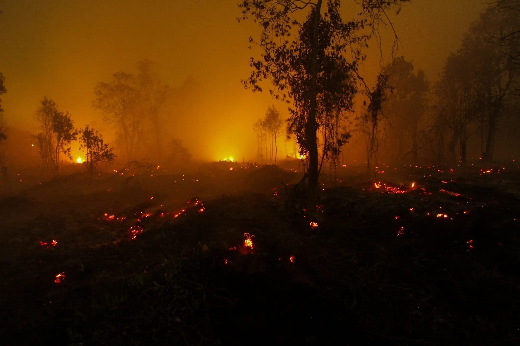 Is Indonesia Taking Strong Action Against Forest Arsonists?