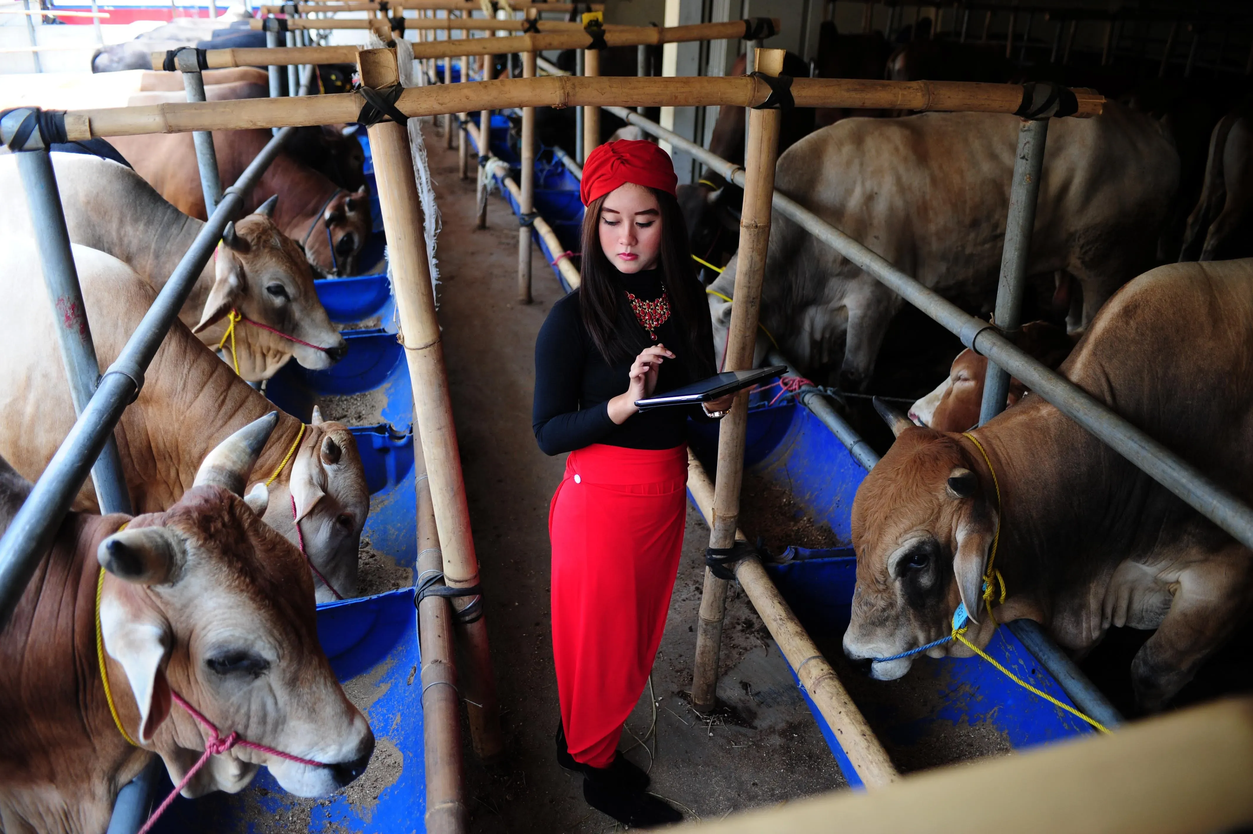 Indonesia Plans to Import 2 Million Live Cattle by 2029