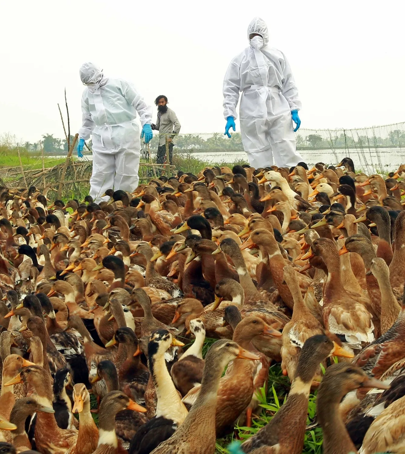Are Infectious Animal Diseases Migrating to New Species and Threatening Humans?