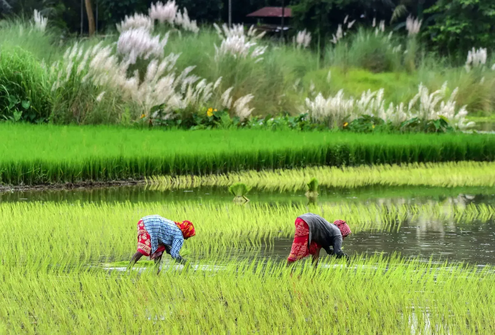 Further Relief from Inflation for Farmers and Rural Workers