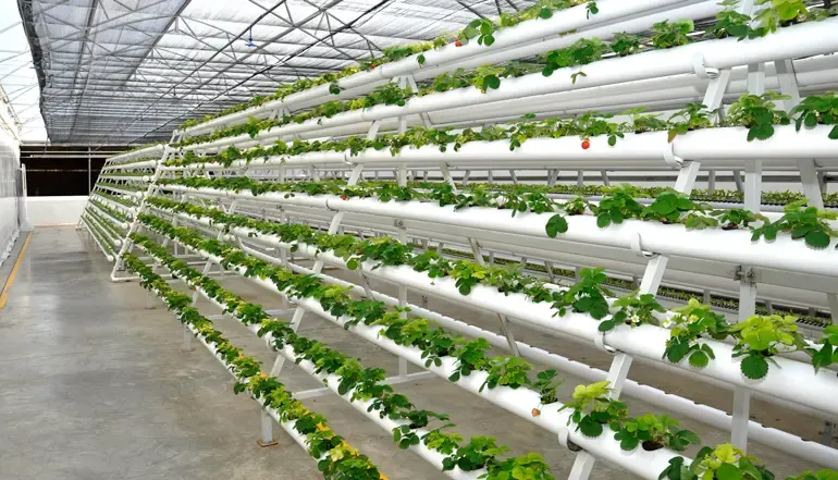 Why Did Jain Irrigation System's Net Profit Plummet 60% in Q1?