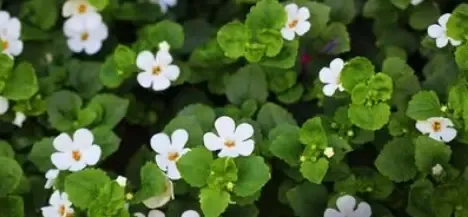 क्या जल ब्राह्मी दिमाग से दिल तक को स्वस्थ रखने में मदद करती है?