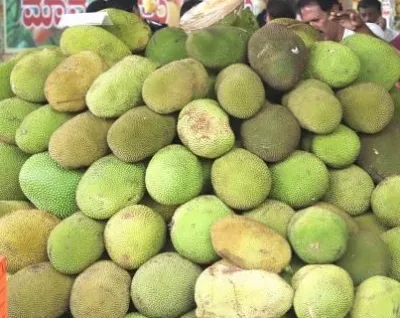 क्या ‘जैकफ्रूट डे’ विशेष है? कटहल पाचन तंत्र का वरदान और रक्तचाप नियंत्रित करने में मददगार!