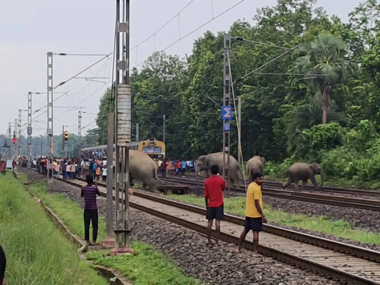 Is the Jharkhand-Bengal Elephant Corridor Now a Death Trap?