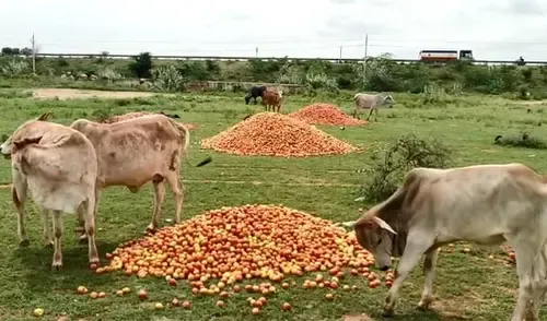Jharkhand Farmers Suffer as Tomato Prices Collapse