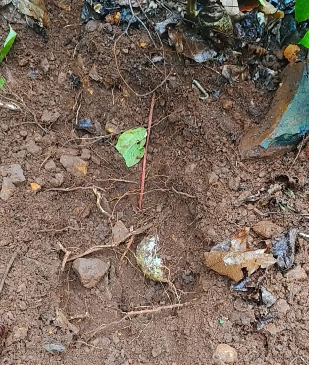 Was the Maoist plot to target security forces in Jharkhand foiled?