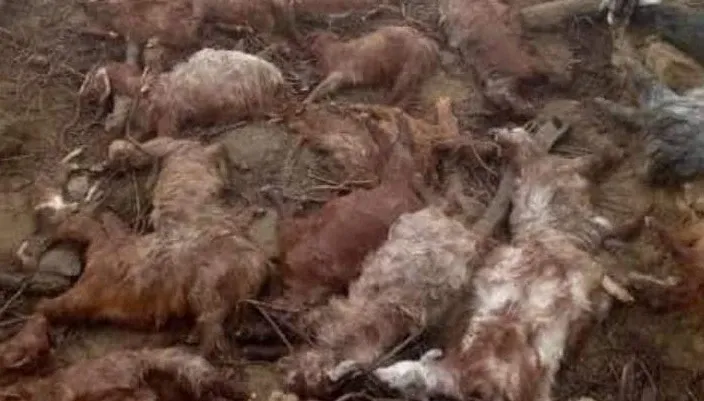 What Happened to Over 100 Sheep and Goats in J&K?