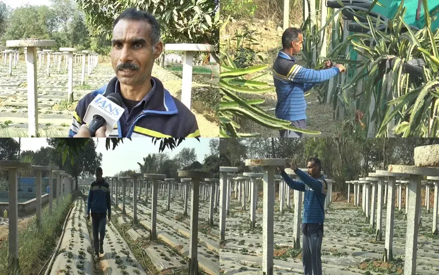 Samba Farmer Innovates with Modern Horticulture Techniques, Inspiring Local Community