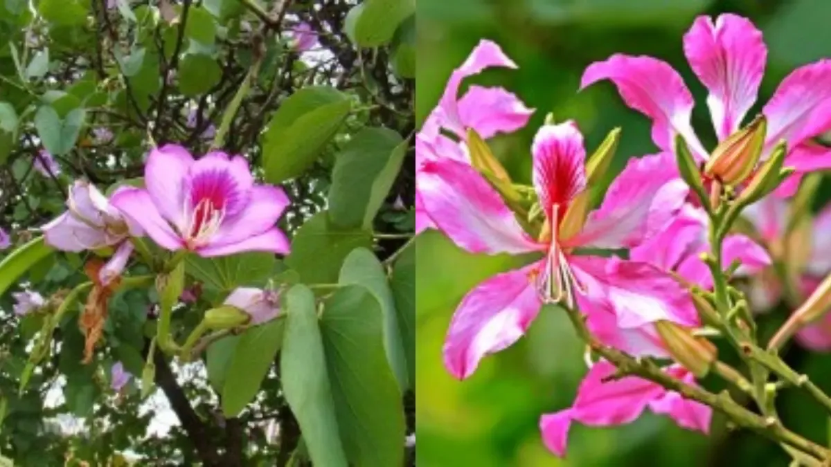 क्या कचनार के अद्भुत फायदे जोड़ों के दर्द से लेकर थायराइड तक हैं?