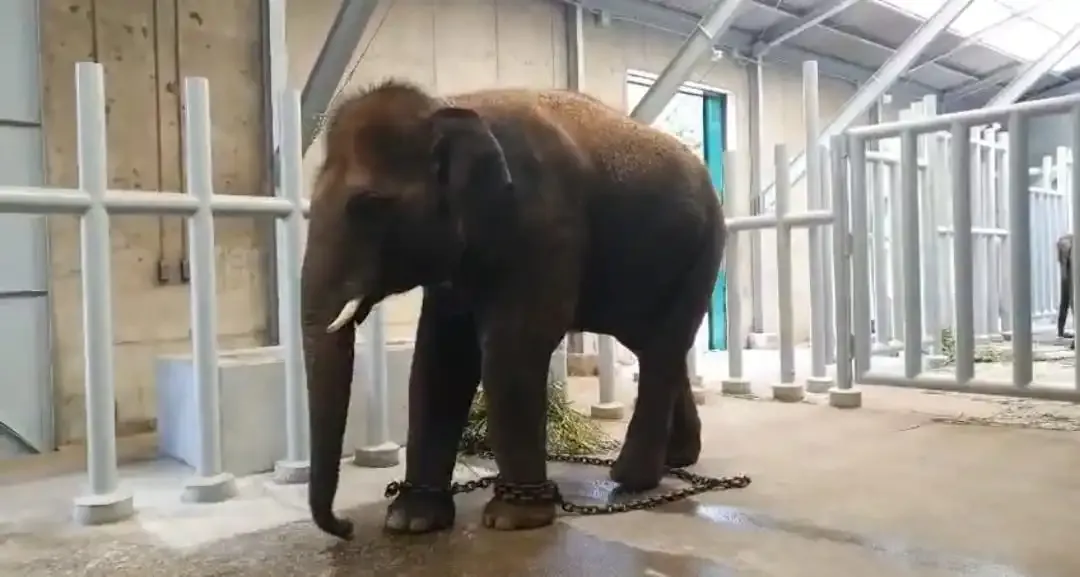 Have Karnataka Elephants Found a New Home in Japan?