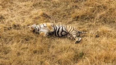 Karnataka Minister Launches Investigation into Tiger's Unexplained Death in Shivamogga