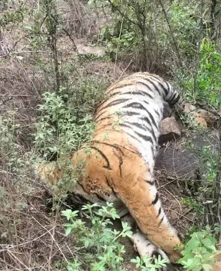 What Led to the Karnataka Tiger Deaths? DCF and 2 Officers Suspended