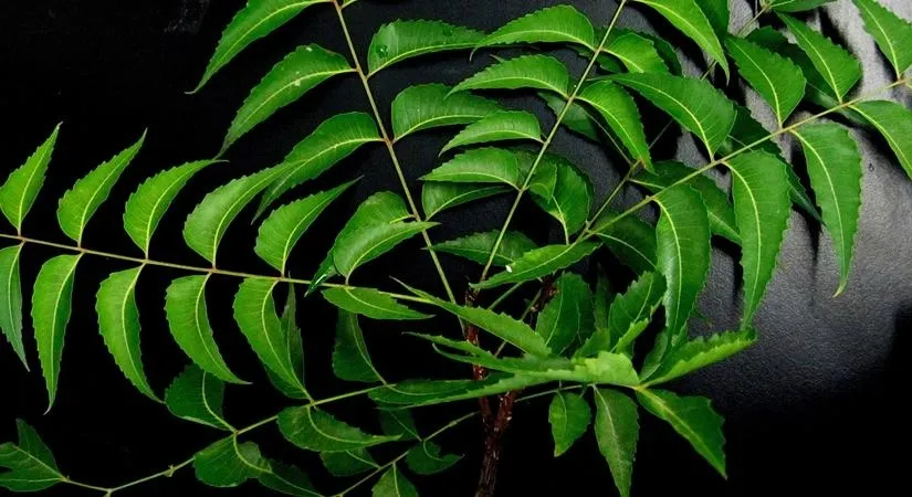 क्या सुबह बासी मुंह नीम की पत्ती खाने से बीमारियों को दूर किया जा सकता है?