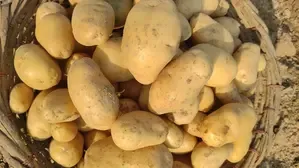 Kazakhstan Restricts Potato Exports to Regulate Local Prices