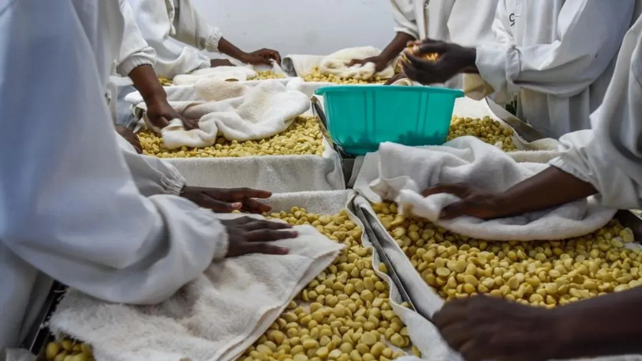 Kenya Rescinds Ban on Raw Macadamia Exports