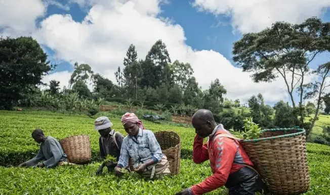 Kenya Sees Significant Rise in Tea Export Volumes and Revenue in 2024