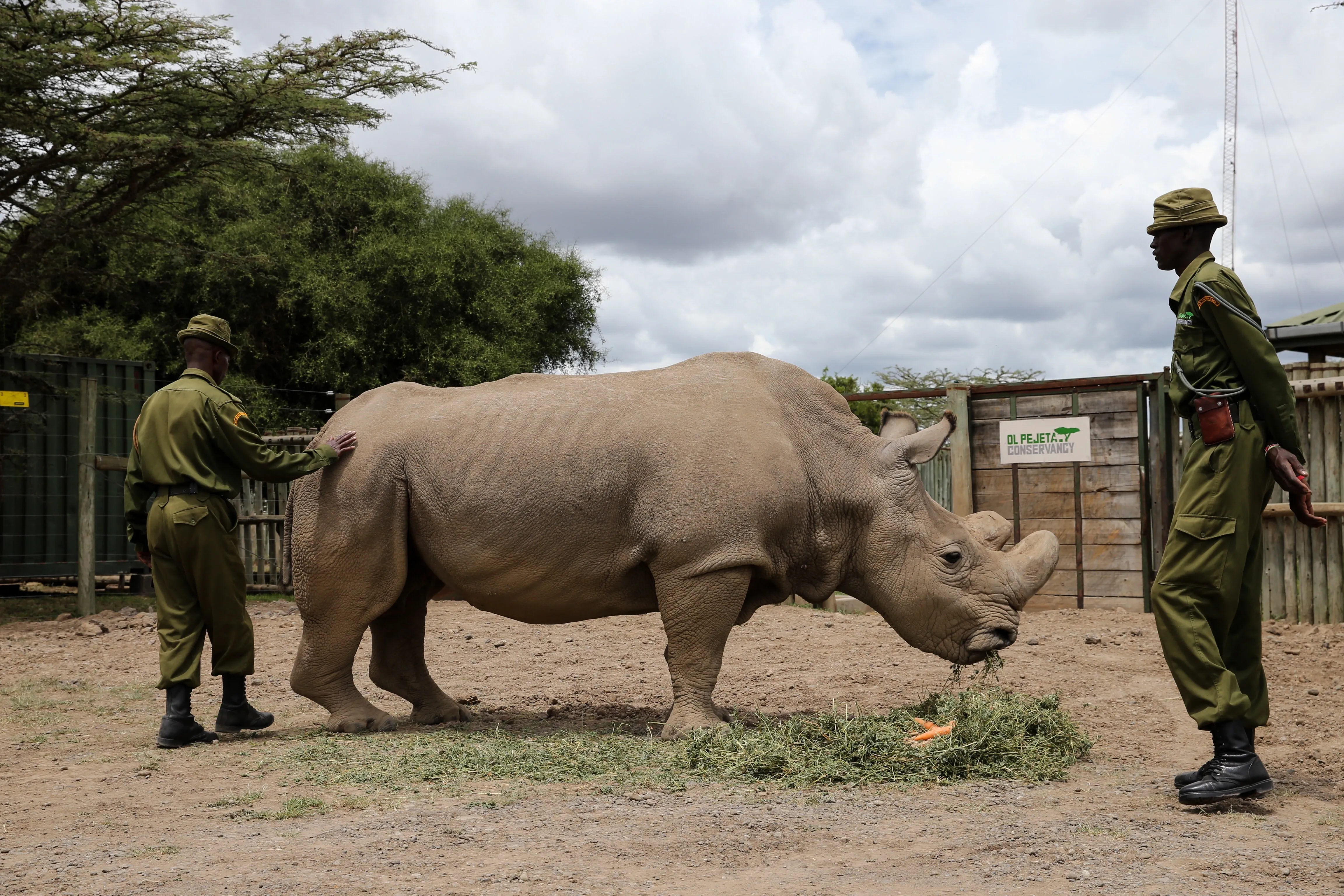 Are Efforts to Save Northern White Rhinos from Extinction at an Advanced Stage?