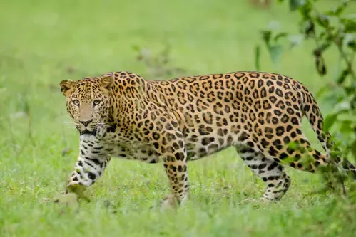 How Did a Kerala Man Rescue His Son from a Leopard?