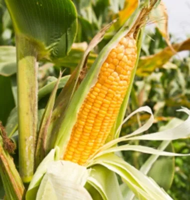 How Much Has the Kharif Maize Crop Increased in Punjab?