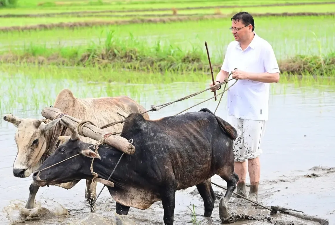 क्या सीएम धामी ने खटीमा में धान रोपाई कर किसानों का सम्मान किया?