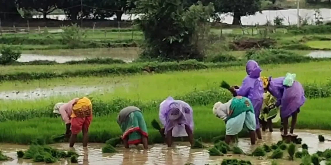 क्या 'सम्मान निधि' मिलने से गदगद किसान हैं? यह है अच्छी योजना!