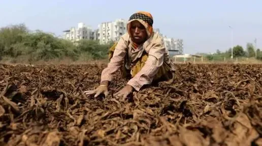 Karnataka JD(S) Expresses Gratitude to PM Modi for Aid to Tobacco Farmers Affected by Heavy Rains
